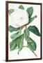 Magnolia-Georg Dionysius Ehret-Framed Giclee Print