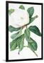 Magnolia-Georg Dionysius Ehret-Framed Giclee Print