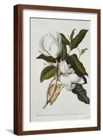 Magnolia-Georg Dionysius Ehret-Framed Giclee Print