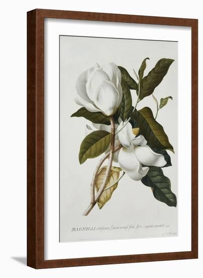 Magnolia-Georg Dionysius Ehret-Framed Giclee Print