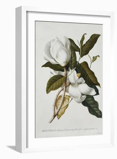 Magnolia-Georg Dionysius Ehret-Framed Giclee Print