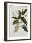 Magnolia-Georg Dionysius Ehret-Framed Premium Giclee Print