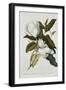 Magnolia-Georg Dionysius Ehret-Framed Premium Giclee Print