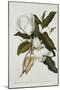 Magnolia-Georg Dionysius Ehret-Mounted Premium Giclee Print