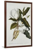 Magnolia-Georg Dionysius Ehret-Framed Giclee Print