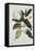 Magnolia-Georg Dionysius Ehret-Framed Stretched Canvas