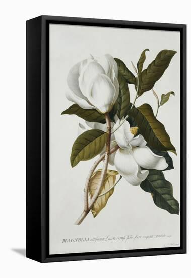 Magnolia-Georg Dionysius Ehret-Framed Stretched Canvas