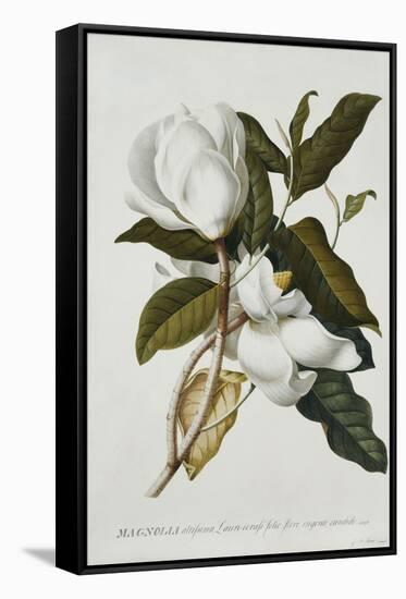 Magnolia-Georg Dionysius Ehret-Framed Stretched Canvas