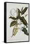 Magnolia-Georg Dionysius Ehret-Framed Stretched Canvas