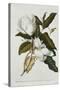 Magnolia-Georg Dionysius Ehret-Stretched Canvas