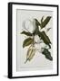 Magnolia-Georg Dionysius Ehret-Framed Giclee Print