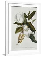 Magnolia-Georg Dionysius Ehret-Framed Giclee Print