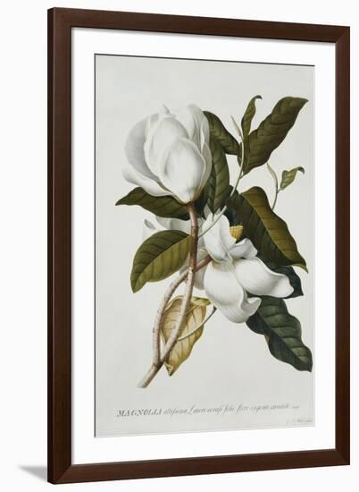 Magnolia-Georg Dionysius Ehret-Framed Giclee Print