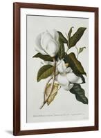 Magnolia-Georg Dionysius Ehret-Framed Giclee Print