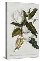 Magnolia-Georg Dionysius Ehret-Stretched Canvas
