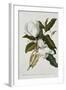 Magnolia-Georg Dionysius Ehret-Framed Giclee Print