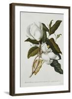 Magnolia-Georg Dionysius Ehret-Framed Giclee Print