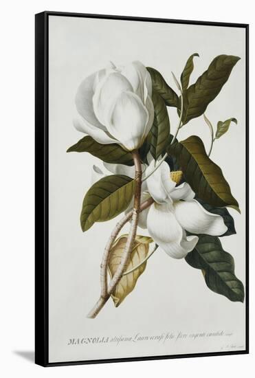 Magnolia-Georg Dionysius Ehret-Framed Stretched Canvas