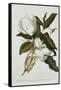 Magnolia-Georg Dionysius Ehret-Framed Stretched Canvas