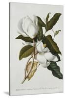 Magnolia-Georg Dionysius Ehret-Stretched Canvas