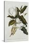 Magnolia-Georg Dionysius Ehret-Stretched Canvas