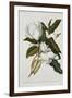 Magnolia-Georg Dionysius Ehret-Framed Giclee Print