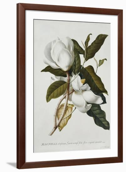 Magnolia-Georg Dionysius Ehret-Framed Giclee Print