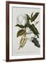 Magnolia-Georg Dionysius Ehret-Framed Giclee Print