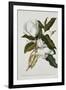 Magnolia-Georg Dionysius Ehret-Framed Giclee Print