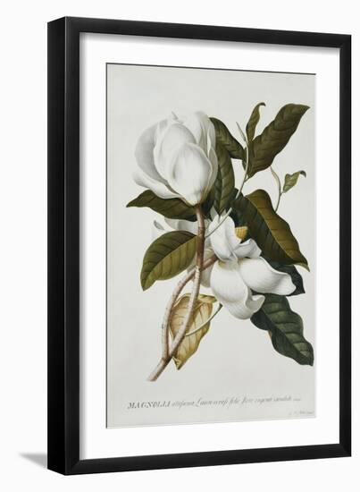 Magnolia-Georg Dionysius Ehret-Framed Giclee Print