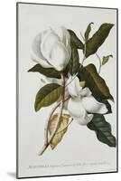 Magnolia-Georg Dionysius Ehret-Mounted Giclee Print