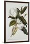 Magnolia-Georg Dionysius Ehret-Framed Giclee Print