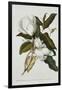 Magnolia-Georg Dionysius Ehret-Framed Giclee Print