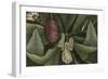 Magnolia-null-Framed Giclee Print