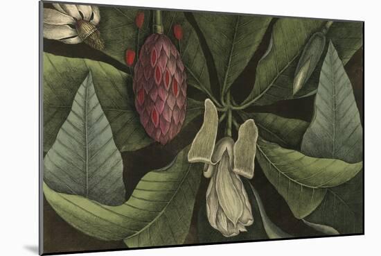 Magnolia-null-Mounted Giclee Print