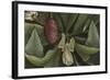 Magnolia-null-Framed Giclee Print