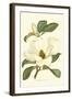 Magnolia-Silva-Framed Art Print