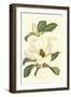 Magnolia-Silva-Framed Art Print