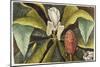Magnolia-Mark Catesby-Mounted Giclee Print