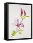 Magnolia-Sally Crosthwaite-Framed Stretched Canvas