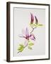 Magnolia-Sally Crosthwaite-Framed Giclee Print