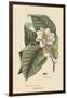 Magnolia-Mark Catesby-Framed Art Print