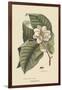 Magnolia-Mark Catesby-Framed Art Print