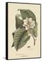Magnolia-Mark Catesby-Framed Stretched Canvas