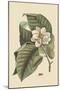 Magnolia-Mark Catesby-Mounted Art Print