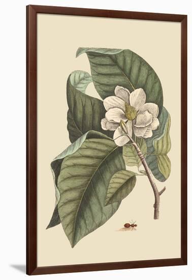 Magnolia-Mark Catesby-Framed Art Print