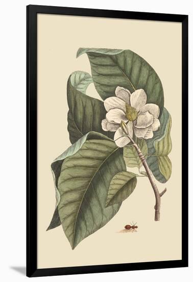 Magnolia-Mark Catesby-Framed Art Print