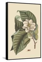 Magnolia-Mark Catesby-Framed Stretched Canvas