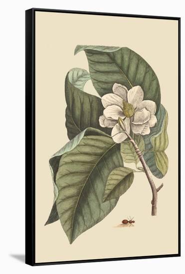 Magnolia-Mark Catesby-Framed Stretched Canvas