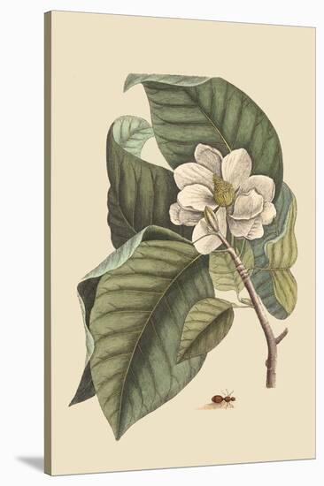 Magnolia-Mark Catesby-Stretched Canvas